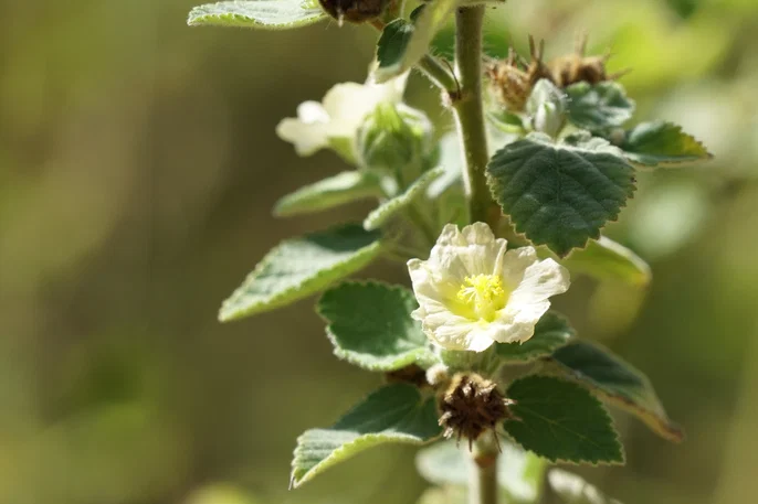 cha-malva-caseiro-detox