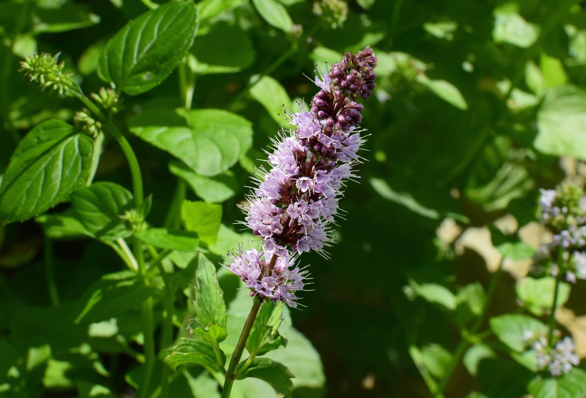 cha-patchouli-caseiro-receita-cultivo-bem-estar
