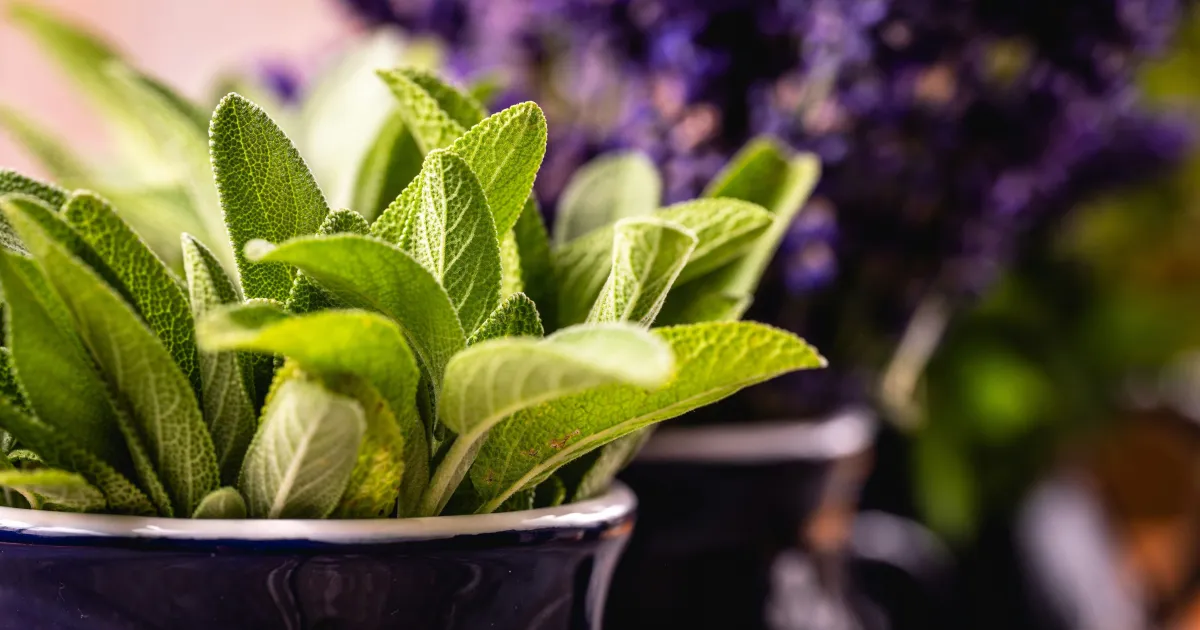 cha-salvia-caseiro-detox