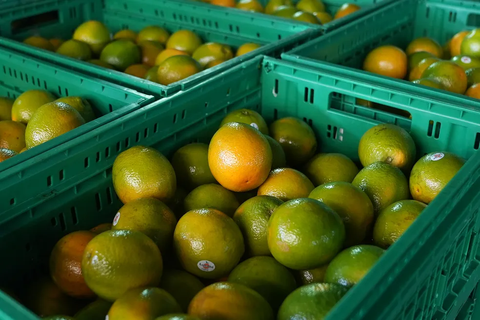 laranjas