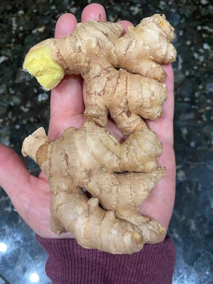 gengibre