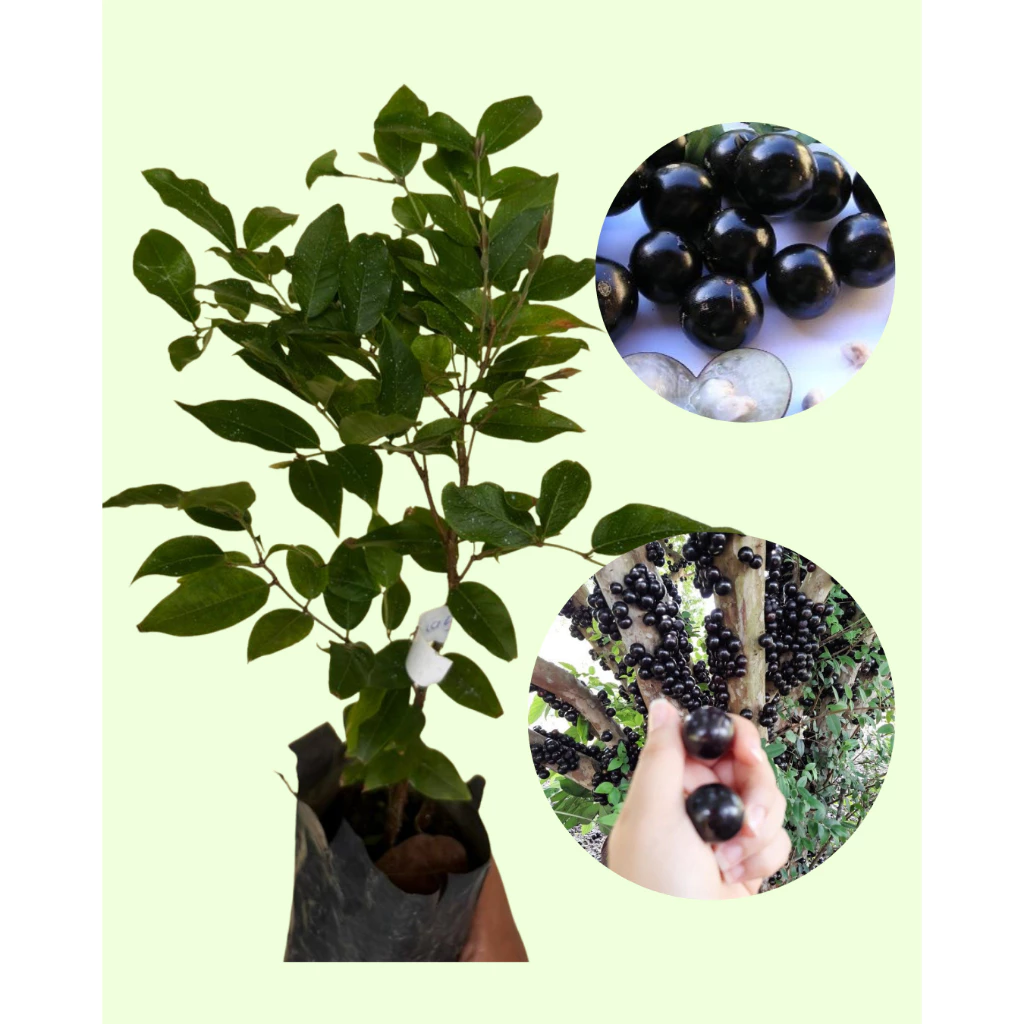 folhas pequenas de jabuticabeira