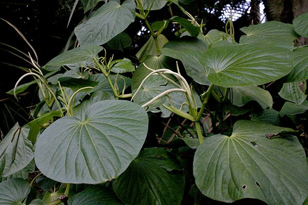 pariparoba