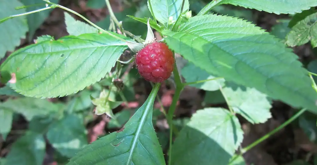 folhas secas de framboesa