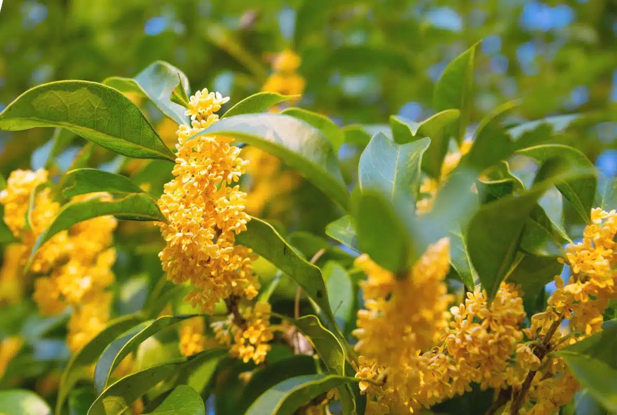 flores secas de osmanthus