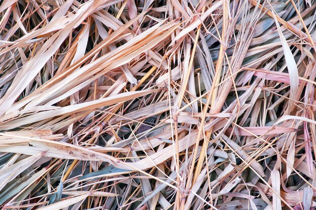 folhas secas de bambu