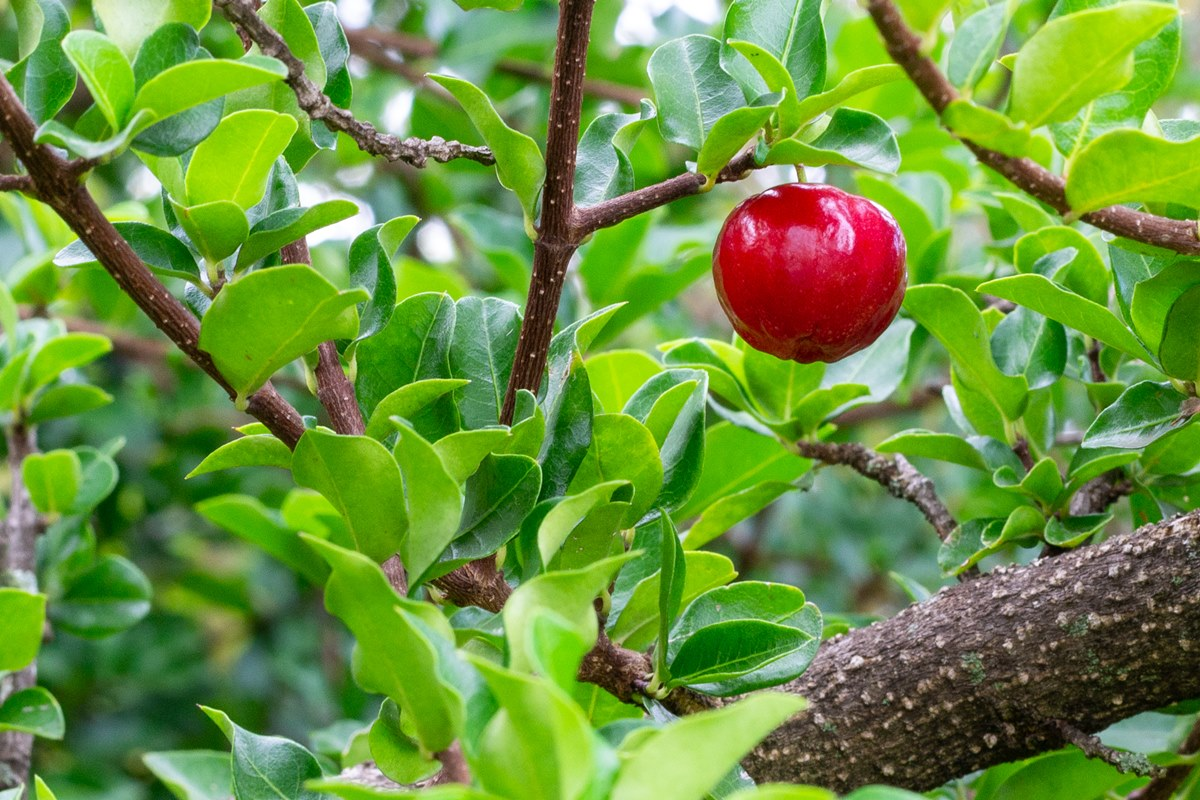 folhas jovens de acerola
