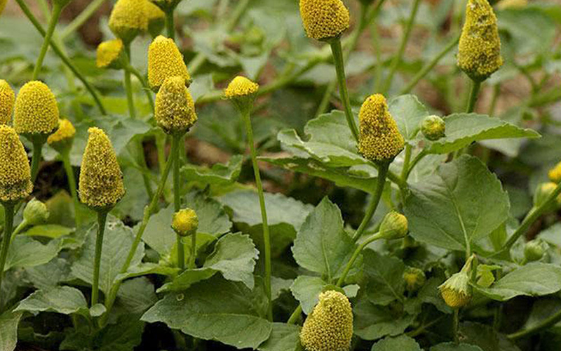folhas pequenas de jambu