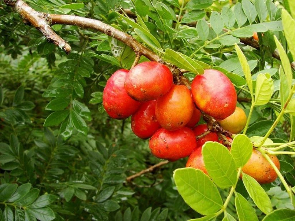 seriguelas maduras