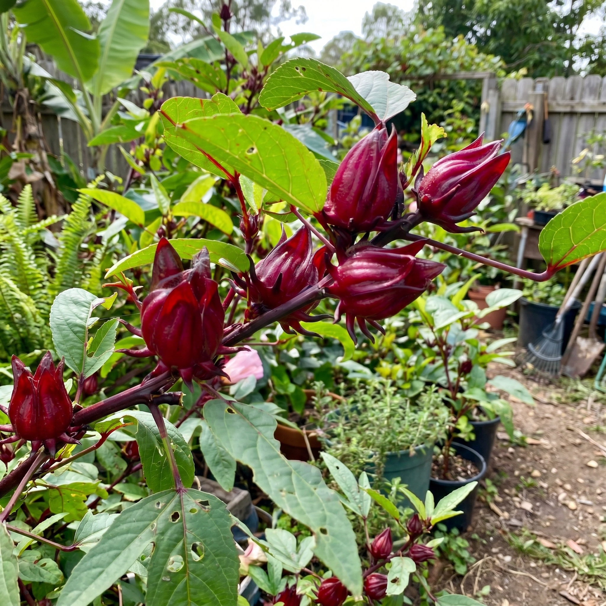 Chá de hibisco antes de dormir
