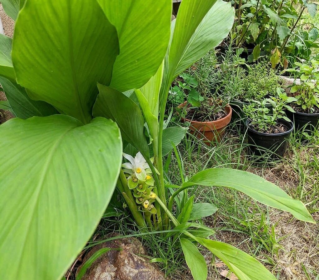 Receita com Cúrcuma: Desinflama e Alivia Dor no Joelho de Forma Natural